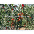 Buy Your Own Goji Berry Seeds For Growing Good Fresh Health benefits of goji berries